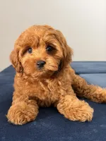 Candy, a female Cavapoo and Poodle - Toy  for sale in Los Angeles, CA – 3 of 5