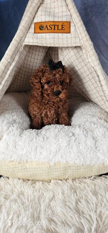 Butternut – Cavapoo puppy for sale in Los Angeles, CA