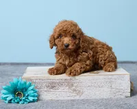 Bean, a male Poodle - Toy  for sale in Los Angeles, CA – 2 of 5