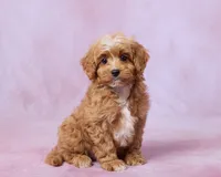 Rusty, a male Cavapoo and Poodle - Toy  for sale in Los Angeles, CA – 3 of 3