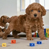 Kaea, a female Cavapoo for sale in Los Angeles, CA – Photo 1 of 4