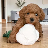 Kaea, a female Cavapoo for sale in Los Angeles, CA – Photo 2 of 4