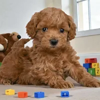 Kaea, a female Cavapoo for sale in Los Angeles, CA – Photo 3 of 4