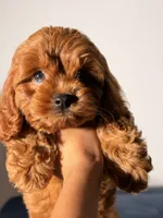 Toy - Coco, a female Cockapoo and Poodle - Toy  for sale in Los Angeles, CA – 5 of 5