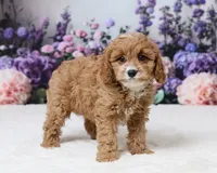 Samantha, a female Cavapoo for sale in Los Angeles, CA – 5 of 5