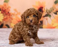 Kona, a male Poodle - Toy  for sale in Los Angeles, CA – 2 of 4