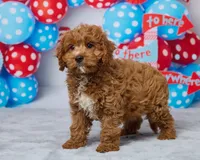 Biscuit, a male Cavapoo for sale in Los Angeles, CA – 2 of 3