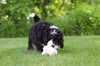 Baxter, a male Miniature Bernedoodle for sale in Los Angeles, CA – 3 of 3