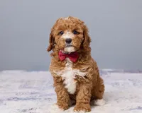 Junie, a male Cavapoo and Poodle - Toy  for sale in Los Angeles, CA – 2 of 4