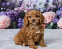 Winnie, a female Cavapoo for sale in Los Angeles, CA – 3 of 4
