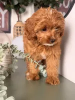 Toy size - Twinkle, a female Cavapoo and Poodle - Toy  for sale in Los Angeles, CA – 3 of 5