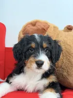 Junie, a female Miniature Bernedoodle for sale in Los Angeles, CA – 2 of 6