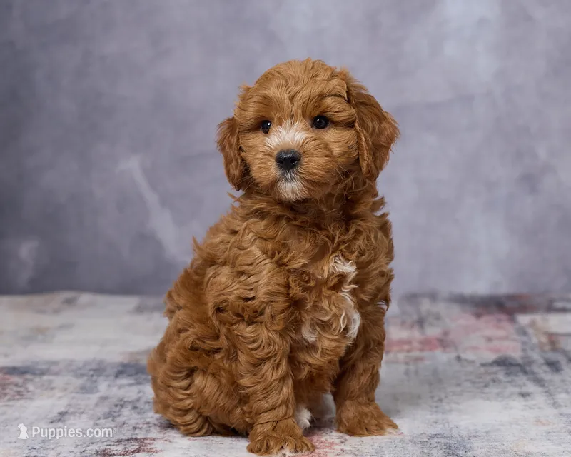 Winston – Poodle - Toy , Miniature Goldendoodle puppy for sale in Los Angeles, CA