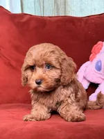Jamie, a female Cavapoo and Poodle - Toy  for sale in Los Angeles, CA – 9 of 10