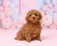 Bingo, a male Poodle - Toy  for sale in Los Angeles, CA – 5 of 5