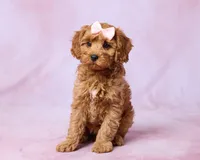 Tilly, a female Cavapoo and Poodle - Toy  for sale in Los Angeles, CA – 2 of 3