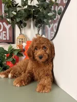 Mini F1B - Cinnamon, a female Goldendoodle and Miniature Goldendoodle for sale in Los Angeles, CA – 4 of 6