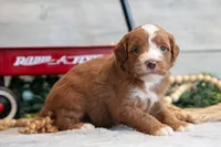 Copper, a male Goldendoodle and Poodle - Toy  for sale in Los Angeles, CA – 2 of 3