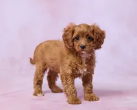 Mocha, a female Cavapoo and Poodle - Toy  for sale in Los Angeles, CA – 2 of 3