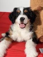 Ember, a female Bernedoodle for sale in Los Angeles, CA – 5 of 7