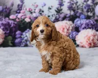 Poppy, a male Cavapoo for sale in Los Angeles, CA – 2 of 4