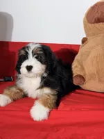 Mallows, a female Miniature Bernedoodle for sale in Los Angeles, CA – 3 of 7