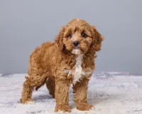 Jade, a female Cavapoo and Poodle - Toy  for sale in Los Angeles, CA – 2 of 4