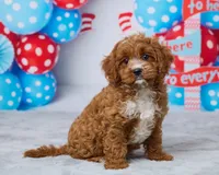 Maple, a female Cavapoo for sale in Los Angeles, CA – 2 of 3