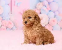 Skye, a female Poodle - Toy  for sale in Los Angeles, CA – 3 of 3