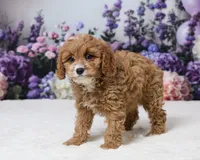 Samantha, a female Cavapoo for sale in Los Angeles, CA – 3 of 5