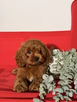 Toy - Coco, a female Cockapoo and Poodle - Toy  for sale in Los Angeles, CA – 2 of 5