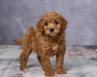 Minnie, a female Poodle - Toy  and Miniature Goldendoodle for sale in Los Angeles, CA – 5 of 5