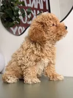 Ollie, a male Poodle - Toy  for sale in Los Angeles, CA – 5 of 5