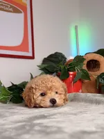 Archie, a male Poodle - Toy  for sale in Los Angeles, CA – 2 of 10