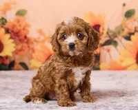 Pip, a male Cavapoo and Poodle - Toy  for sale in Los Angeles, CA – 2 of 4