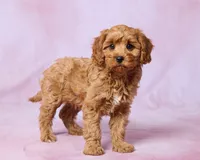 Tilly, a female Cavapoo and Poodle - Toy  for sale in Los Angeles, CA – 1 of 3