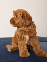 Breeze, a female Cavapoo and Poodle - Toy  for sale in Los Angeles, CA – 3 of 5