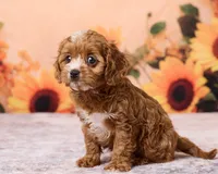 Pip, a male Cavapoo and Poodle - Toy  for sale in Los Angeles, CA – 3 of 4
