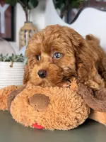 Jamie, a female Cavapoo and Poodle - Toy  for sale in Los Angeles, CA – 8 of 10