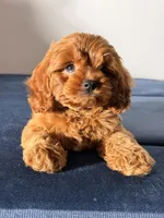Toy - Coco, a female Cockapoo and Poodle - Toy  for sale in Los Angeles, CA – 1 of 5