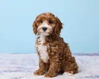 Pookie, a male Cavapoo and Poodle - Toy  for sale in Los Angeles, CA – 3 of 5