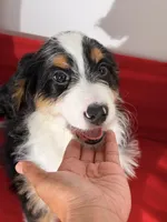 Ember, a female Bernedoodle for sale in Los Angeles, CA – 3 of 7