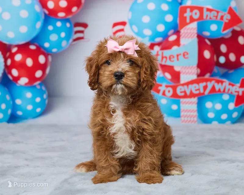 Daisy – Cavapoo puppy for sale in Los Angeles, CA