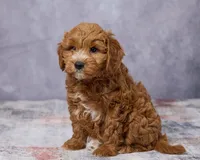 Winston, a male Poodle - Toy  and Miniature Goldendoodle for sale in Los Angeles, CA – 4 of 5