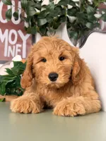 Benji - F1, a male Goldendoodle and Miniature Goldendoodle for sale in Los Angeles, CA – 4 of 9