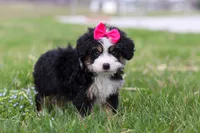 Daisy, a female Miniature Bernedoodle for sale in Los Angeles, CA – Photo 6 of 6