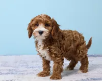 Pookie, a male Cavapoo and Poodle - Toy  for sale in Los Angeles, CA – 4 of 5