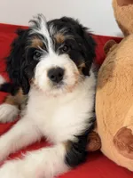 Willow, a female Bernedoodle for sale in Los Angeles, CA – 3 of 6