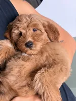 Bella - F1, a female Goldendoodle and Miniature Goldendoodle for sale in Los Angeles, CA – 10 of 10