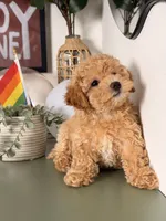 Archie, a male Poodle - Toy  for sale in Los Angeles, CA – 3 of 10